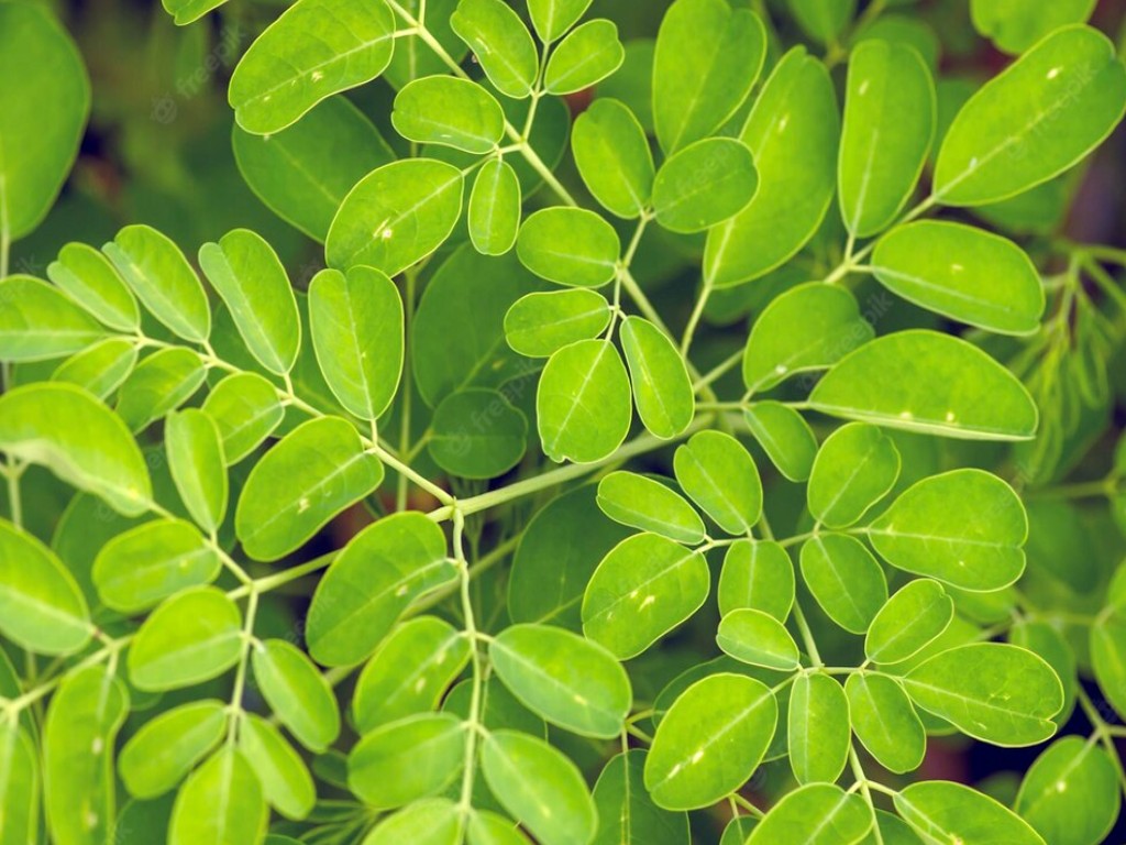 Cara membuat ramuan daun kelor untuk meningkatkan energi