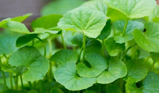 Cara membuat ramuan daun pegagan untuk memori