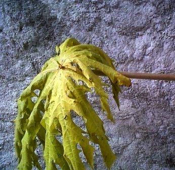 Cara membuat ramuan daun pepaya untuk mengatasi cacingan