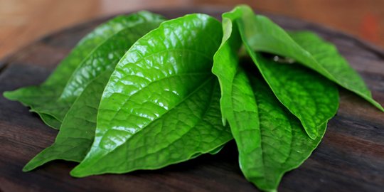 Cara membuat ramuan daun sirih untuk sakit gigi