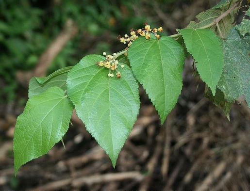 Cara menggunakan daun jati belanda untuk menurunkan berat badan