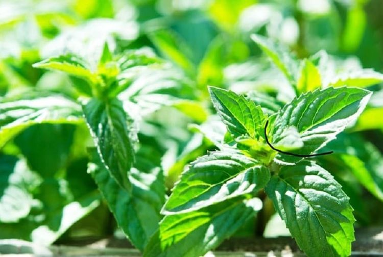 Cara menggunakan daun mint untuk meringankan sakit kepala