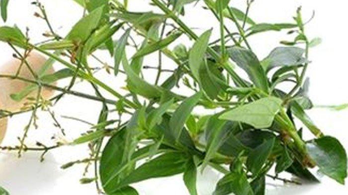 Cara menggunakan daun sambiloto untuk meningkatkan kekebalan tubuh