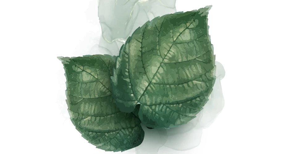 Cara menggunakan daun sirih untuk mengatasi bau badan