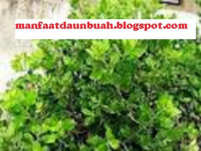 Manfaat daun beluntas untuk melancarkan ASI