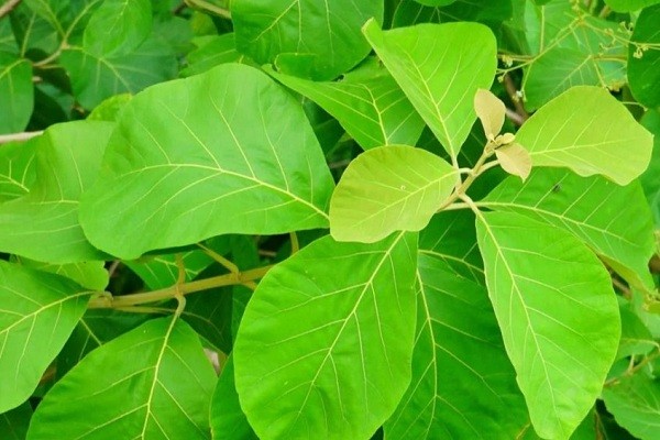 Manfaat daun jati belanda untuk memperbaiki metabolisme tubuh