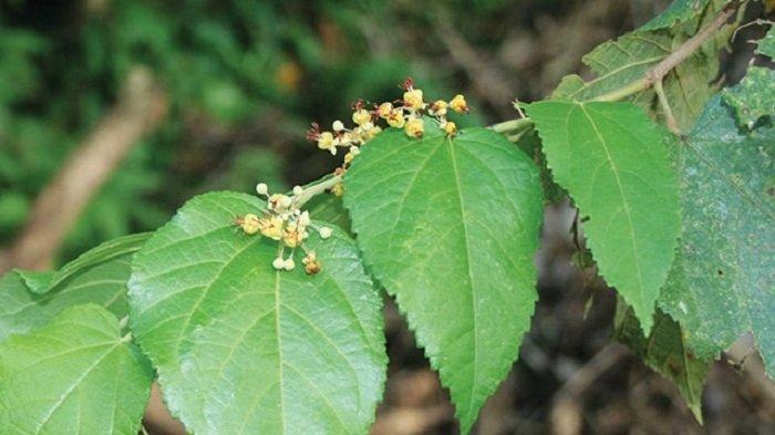 Manfaat daun jati belanda untuk menurunkan berat badan