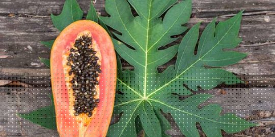 Manfaat daun pepaya untuk meningkatkan daya tahan tubuh