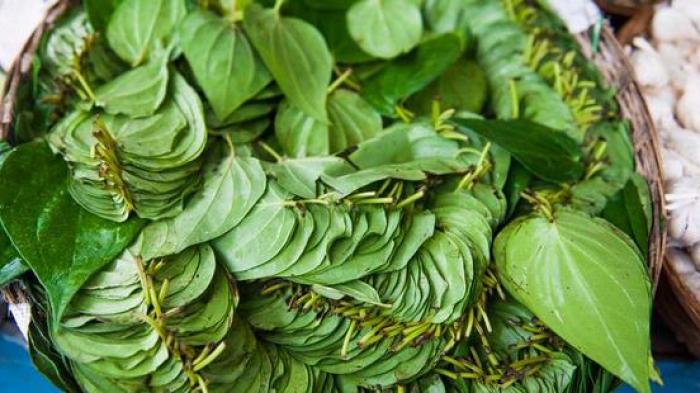 Manfaat daun sirih untuk kesehatan rambut